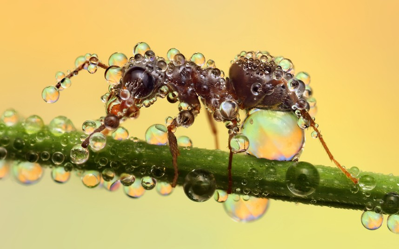 Illustration for article titled Behold the jewel-like beauty of dew-covered insects photographed close-up